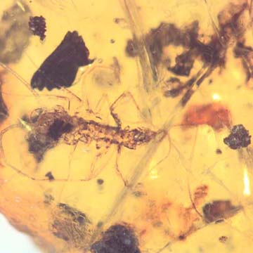 Rare House Centipede In Dominican Amber Rare House Centipede In Dominican Amber