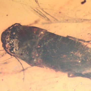 Rare Huge Beetle In Dominican Amber Rare Huge Beetle In Dominican Amber