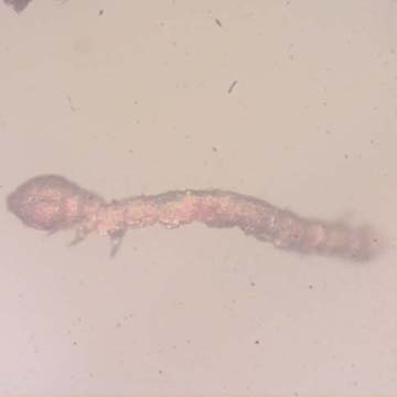 Rare Inchworm In Dominican Amber Rare Inchworm In Dominican Amber