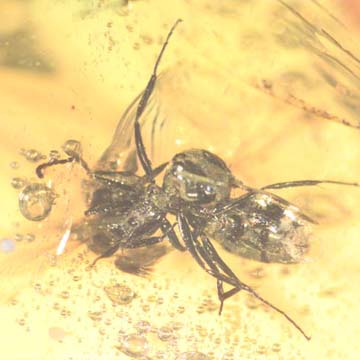 Rare Interaction Of Big Black Worker Ant In Dominican Amber Rare Interaction Of Big Black Worker Ant In Dominican Amber