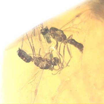 Rare Interaction Of Male Ants In Dominican Amber