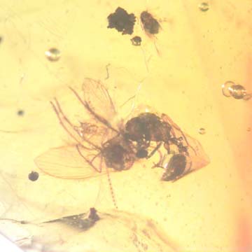 Rare Interaction Of Queen Ant And Moth Fly In Dominican Amber Rare Interaction Of Queen Ant And Moth Fly In Dominican Amber