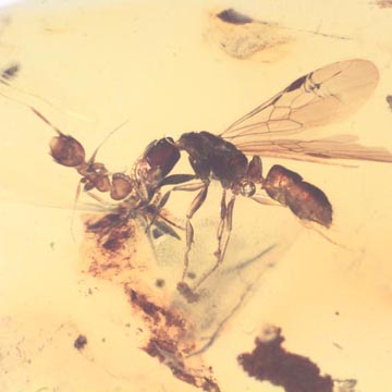 Rare Interaction Of Queen Ant And Worker Ant In Dominican Amber Rare Interaction Of Queen Ant And Worker Ant In Dominican Amber