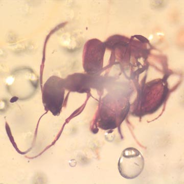 Rare Interaction Of Worker Ant In Dominican Amber Rare Interaction Of Worker Ant In Dominican Amber