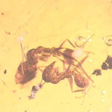Rare Interaction Of Worker Ant In Dominican Amber Rare Interaction Of Worker Ant In Dominican Amber