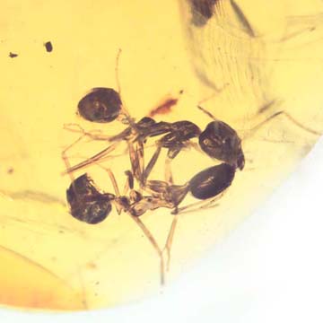 Rare Interaction Of Worker Ant In Dominican Amber Rare Interaction Of Worker Ant In Dominican Amber