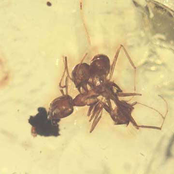 Rare Interaction Of Worker Ants In Dominican Amber Rare Interaction Of Worker Ants In Dominican Amber