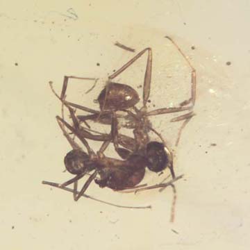 Rare Interaction Of Worker Ants In Dominican Amber Rare Interaction Of Worker Ants In Dominican Amber
