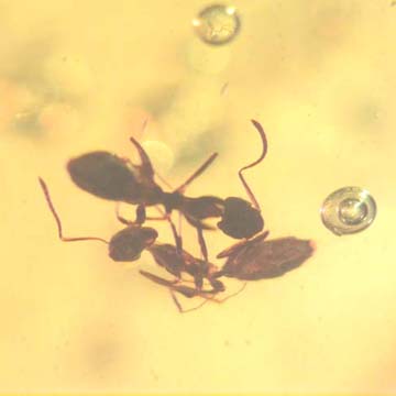 Rare Interaction Of Worker Ants In Dominican Amber Rare Interaction Of Worker Ants In Dominican Amber