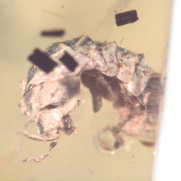 Rare Isopod And Larva In Dominican Amber Rare Isopod And Larva In Dominican Amber