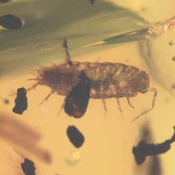 Rare Isopod In Dominican Amber Rare Isopod In Dominican Amber