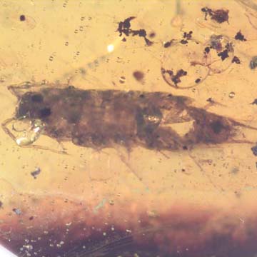 Rare Isopod In Dominican Amber Rare Isopod In Dominican Amber