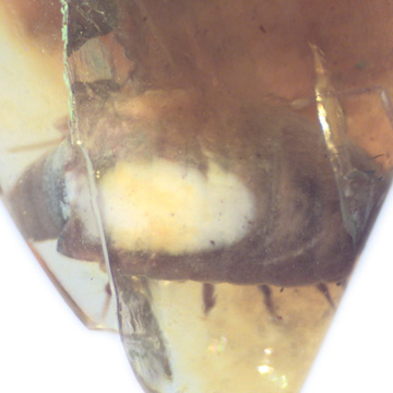 Rare Isopod In Dominican Amber Rare Isopod In Dominican Amber