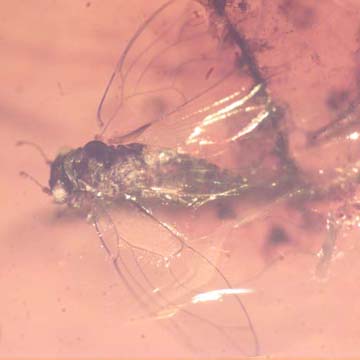 Rare Jumping Plant Lice And Larva In Dominican Amber