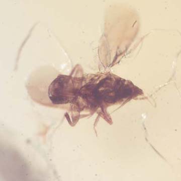 Rare Jumping Plant Lice And Moth Fly In Dominican Amber