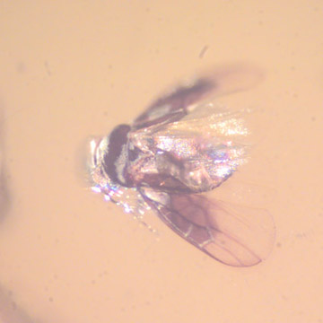 Rare Jumping Plant Lice And Winged Termite In Dominican Amber