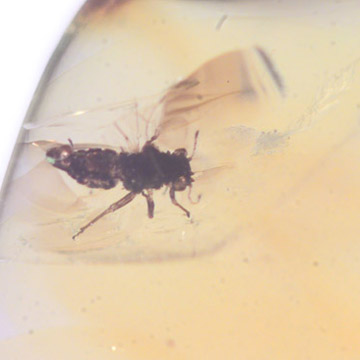 Rare Jumping Plant Lice And Spider In Dominican Amber Rare Jumping Plant Lice And Spider In Dominican Amber