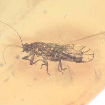 Rare Jumping Plant Lice And Leafhopper In Dominican Amber Rare Jumping Plant Lice And Leafhopper In Dominican Amber