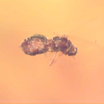 Rare Jumping Plant Lice In Dominican Amber