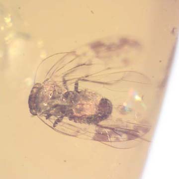 Rare Jumping Plant Lice In Dominican Amber Rare Jumping Plant Lice In Dominican Amber