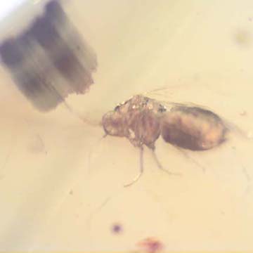 Rare Jumping Plant Lice In Dominican Amber Rare Jumping Plant Lice In Dominican Amber