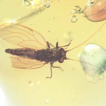 Rare Jumping Plant Lice In Dominican Amber