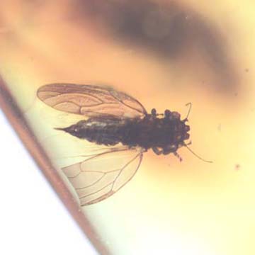 Rare Jumping Plant Lice In Dominican Amber Rare Jumping Plant Lice In Dominican Amber