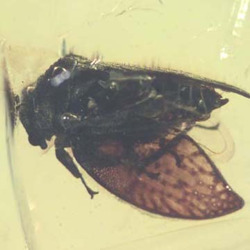 Rare Jumping Plant Lice In Dominican Amber Rare Jumping Plant Lice In Dominican Amber
