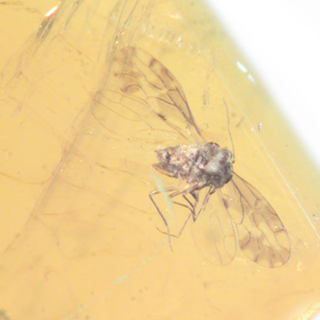 Rare Jumping Plant Lice In Dominican Amber Rare Jumping Plant Lice In Dominican Amber