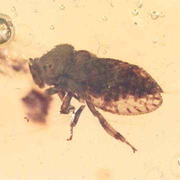 Rare Jumping Plant Lice In Dominican Amber Rare Jumping Plant Lice In Dominican Amber