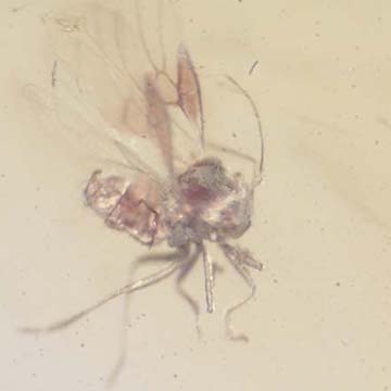 Rare Jumping Plant Lice In Dominican Amber Rare Jumping Plant Lice In Dominican Amber