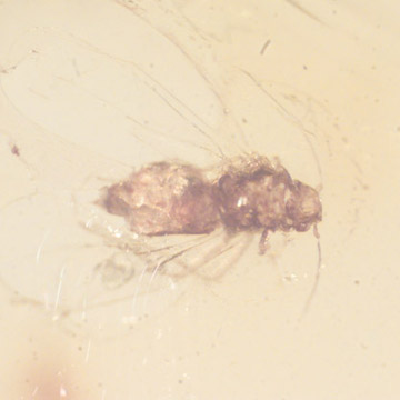 Rare Jumping Plant Lice In Dominican Amber