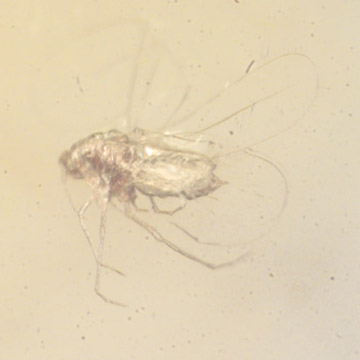 Rare Jumping Plant Lice In Dominican Amber Rare Jumping Plant Lice In Dominican Amber