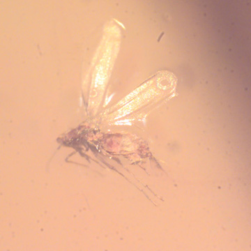 Rare Jumping Plant Lice In Dominican Amber