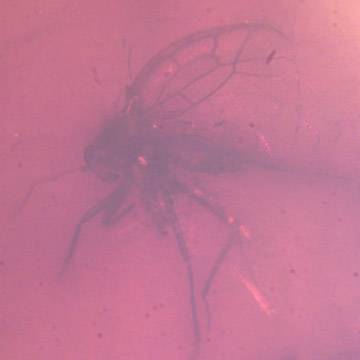 Rare Jumping Plant Lice In Dominican Amber Rare Jumping Plant Lice In Dominican Amber