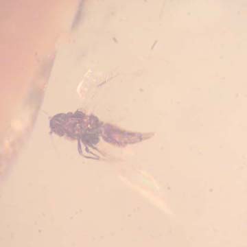 Rare Jumping Plant Lice In Dominican Amber