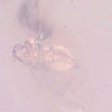Rare Jumping Plant Lice In Dominican Amber