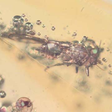 Rare Jumping Plant Lice In Dominican Amber