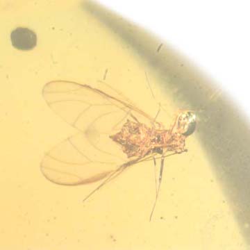 Rare Jumping Plant Lice In Dominican Amber Rare Jumping Plant Lice In Dominican Amber