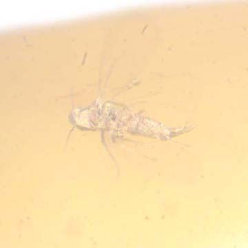 Rare Jumping Plant Lice In Dominican Amber Rare Jumping Plant Lice In Dominican Amber