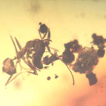 Rare Kissing Of Worker Ants In Dominican Amber