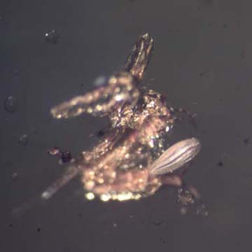 Rare Larvae With Eggs, Small Swarm Elongate Springtail And Pomace Fly With Eggs In Dominican Amber Rare Larvae With Eggs, Small Swarm Elongate Springtail And Pomace Fly With Eggs In Dominican Amber