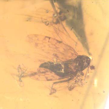 Rare Leafhopper Fighting Gall Midge In Dominican Amber Rare Leafhopper Fighting Gall Midge In Dominican Amber