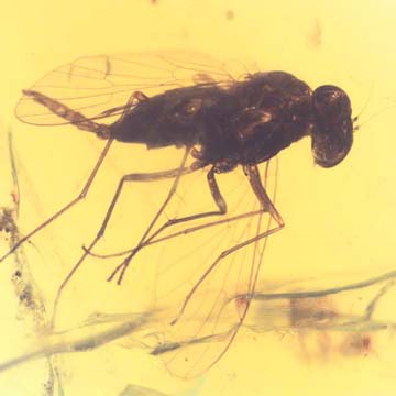 Rare Long Legged Fly With Genital Coming Out In Dominican Amber