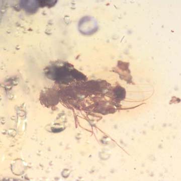Rare Long Legged Fly With Mite Clinging On Its Abdomen In Dominican Amber Rare Long Legged Fly With Mite Clinging On Its Abdomen In Dominican Amber