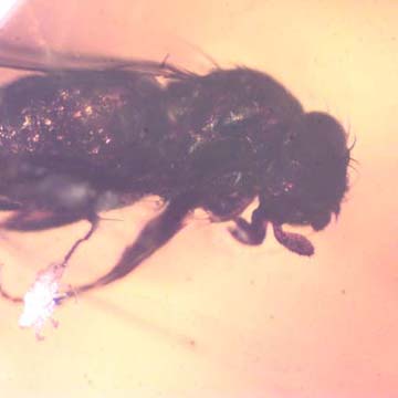 Rare Long Legged Fly With Mite Clinging On Its Leg In Dominican Amber Rare Long Legged Fly With Mite Clinging On Its Leg In Dominican Amber