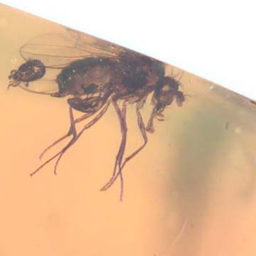 Rare Long Legged Fly With Mite Clinging On Its Wing In Dominican Amber Rare Long Legged Fly With Mite Clinging On Its Wing In Dominican Amber