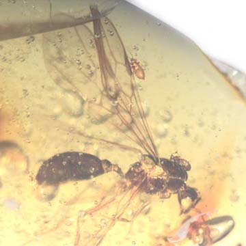 Rare Male Ant With Beetle Clinging On Its Head And Thrip On Its Wing In Dominican Amber Rare Male Ant With Beetle Clinging On Its Head And Thrip On Its Wing In Dominican Amber