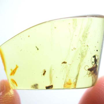 Rare Male Ant With Gall Midge Clinging On Its Wing And Biting Midge In Dominican Amber
