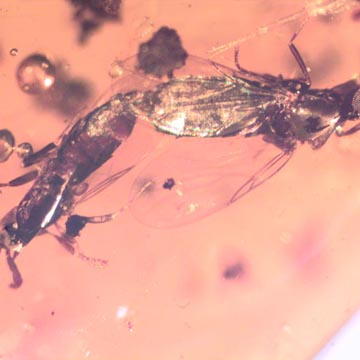Rare Mating Black Scavenger Fly, Another Black Scavenger Fly And Mothfly In Dominican Amber